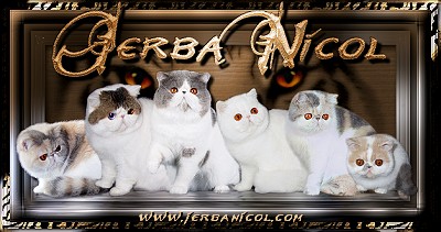 Jerba Nicol Exotics