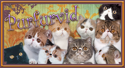 Purfurvid Exotics & Persians